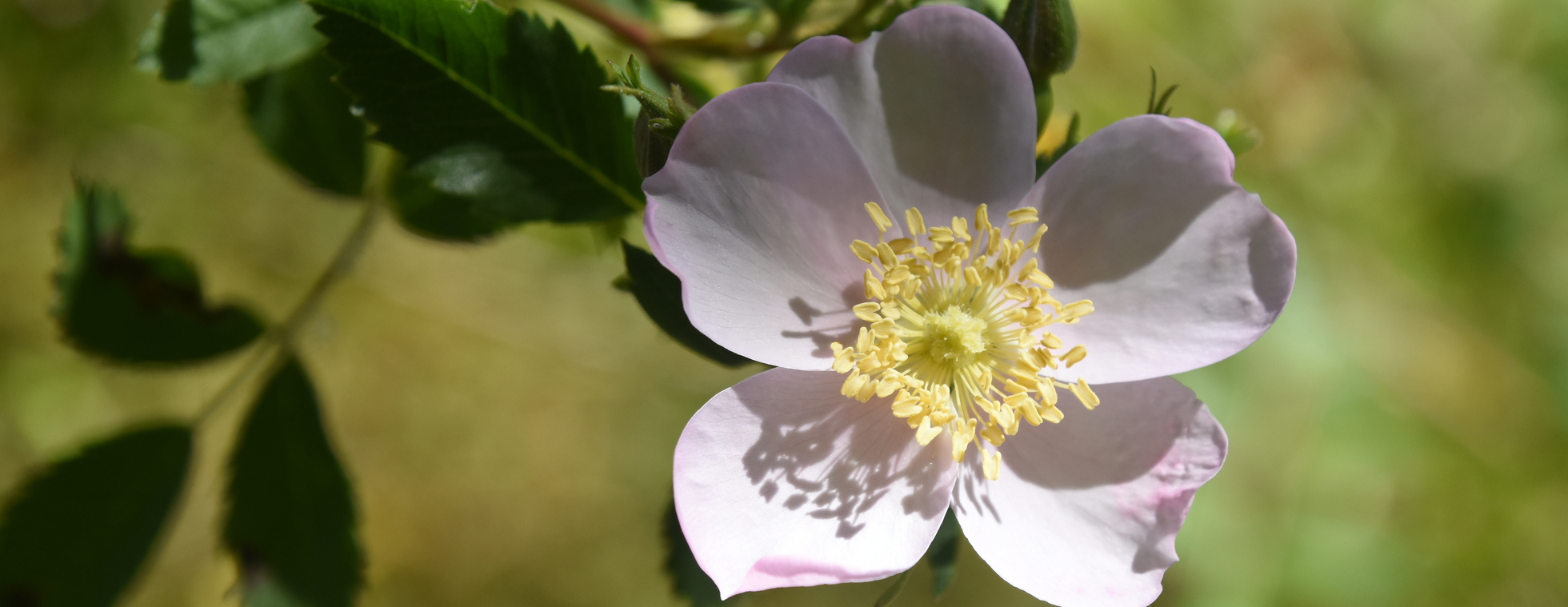 Macro Photography Workshop